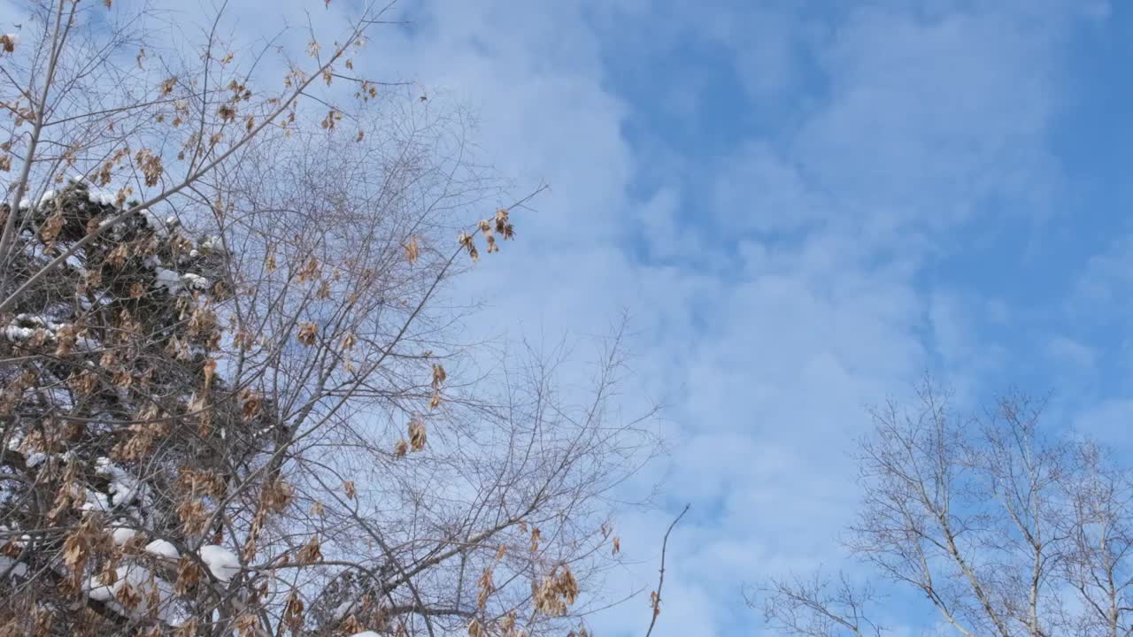 蓝天下白雪覆盖的街灯，树枝上黑色的剪影，街灯柱子用十字形结构。视频素材