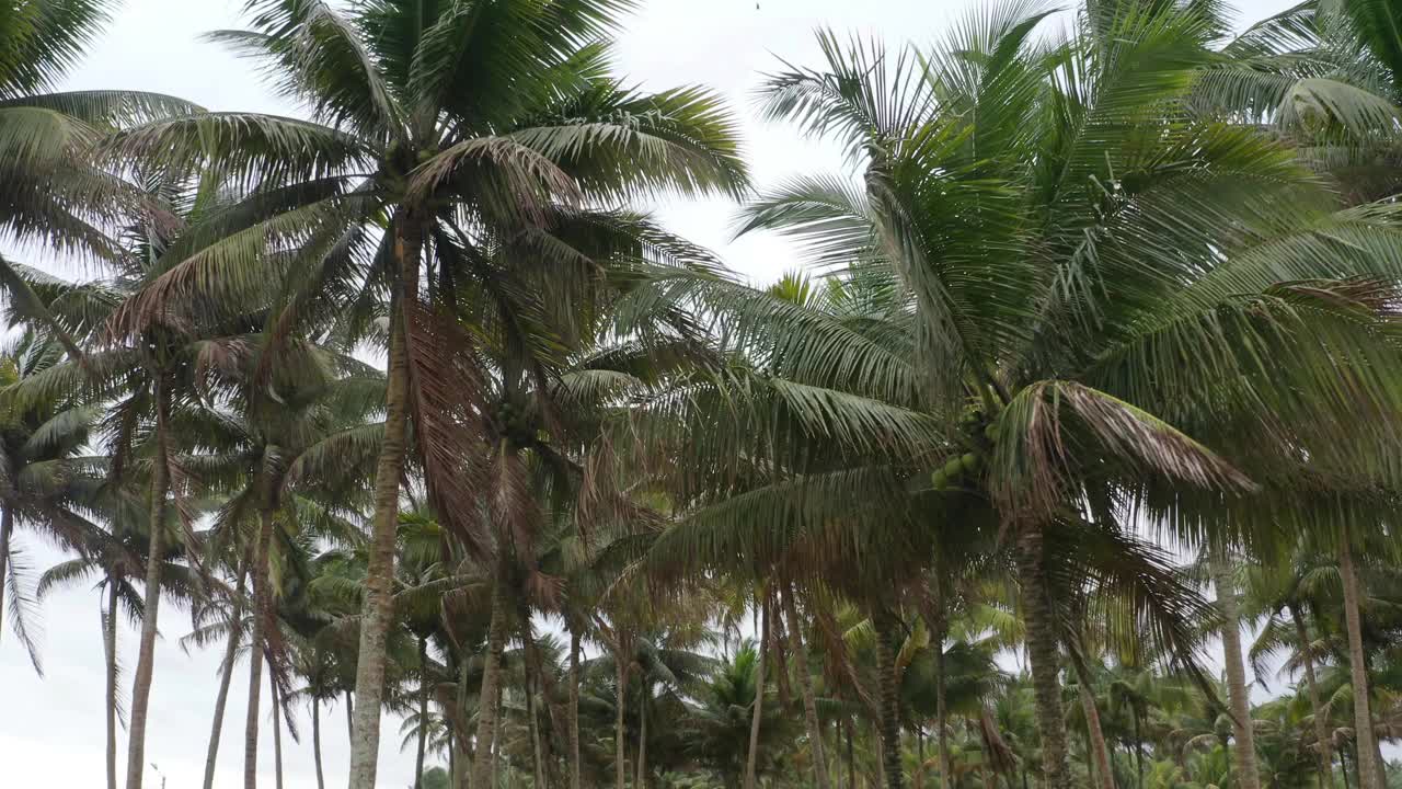 椰子树种植园的镜头视频素材