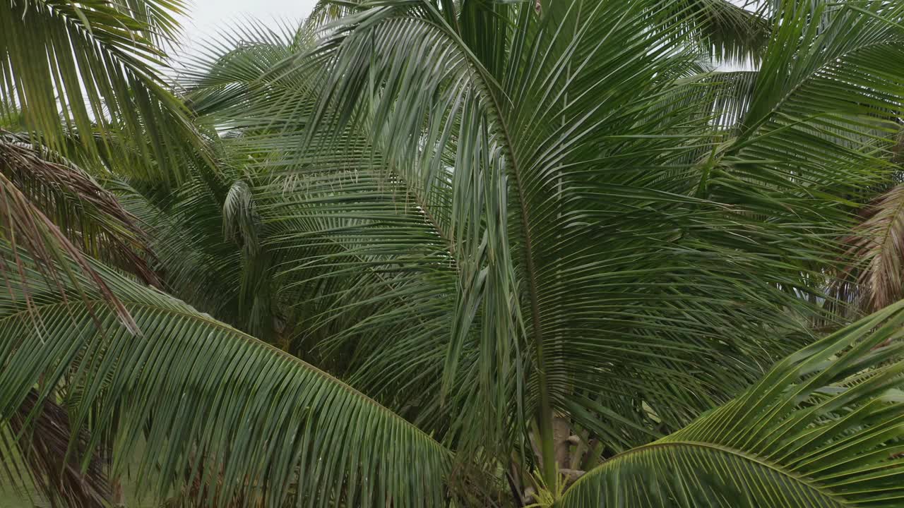 近距离的椰子树，放大显示整个棕榈树视频素材