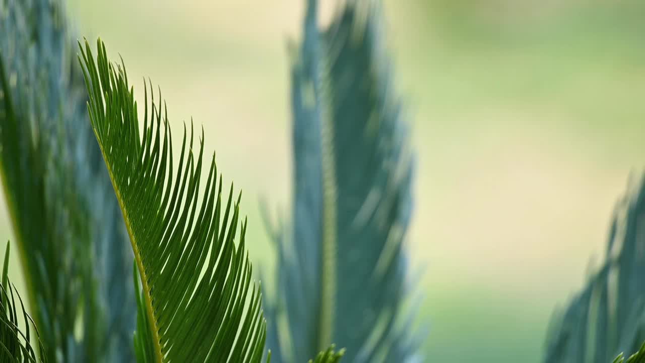 (选择性对焦)一些棕榈树叶子被风吹动的慢动作视频。视频素材