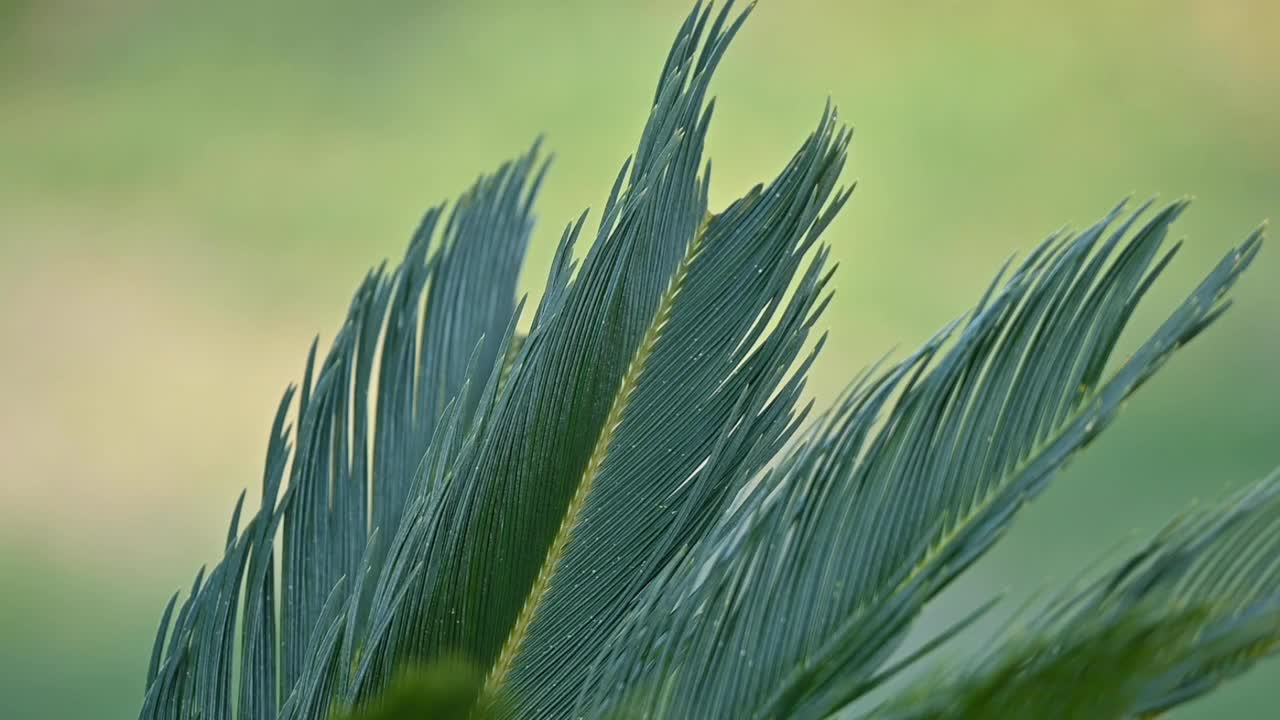 (选择性对焦)一些棕榈树叶子被风吹动的慢动作视频。视频素材