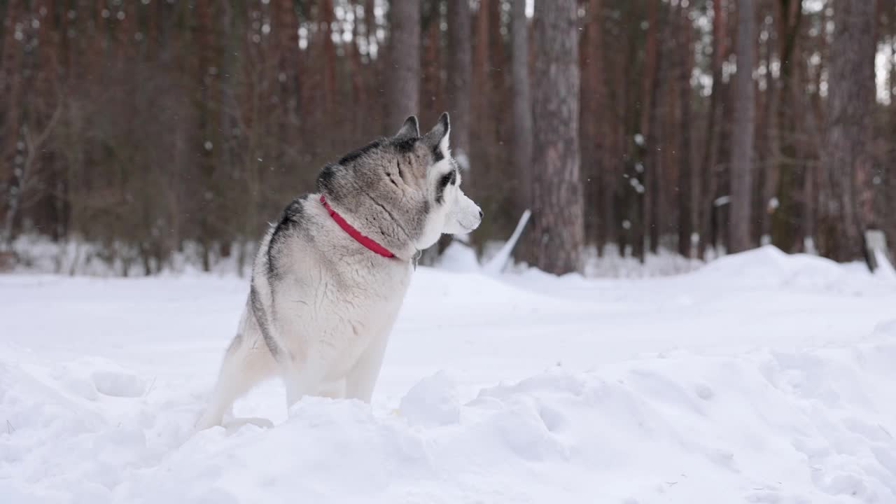 冬天的西伯利亚哈士奇。狗在玩雪。视频素材