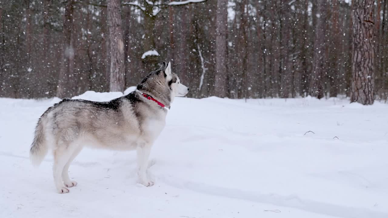 西伯利亚哈士奇在一场大雪中行走在森林里。视频素材