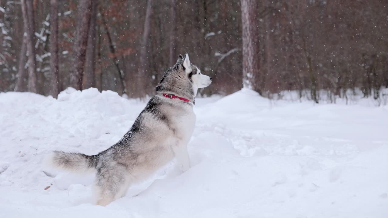 西伯利亚哈士奇站在雪堆里，望向森林。视频素材