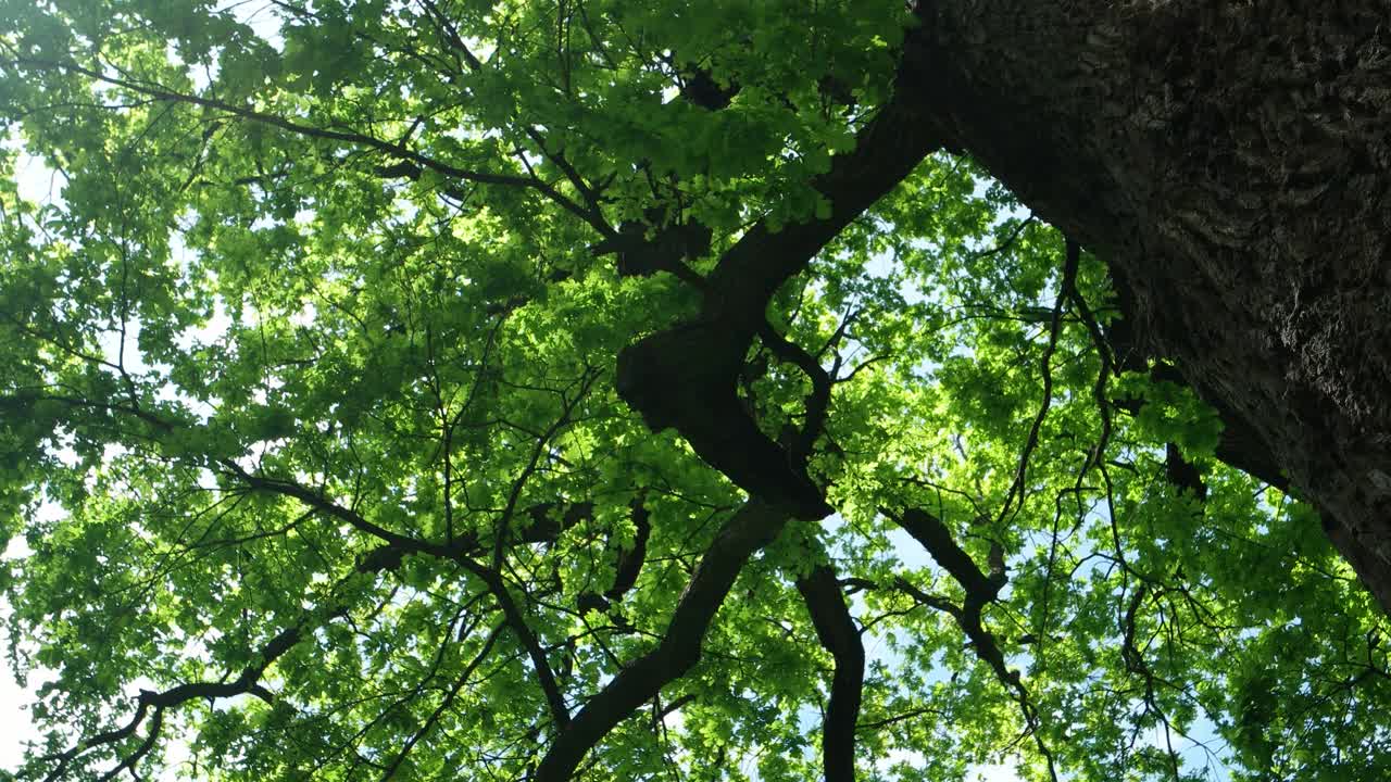 在天空的背景下，高大的老橡树的华丽的皇冠视频素材