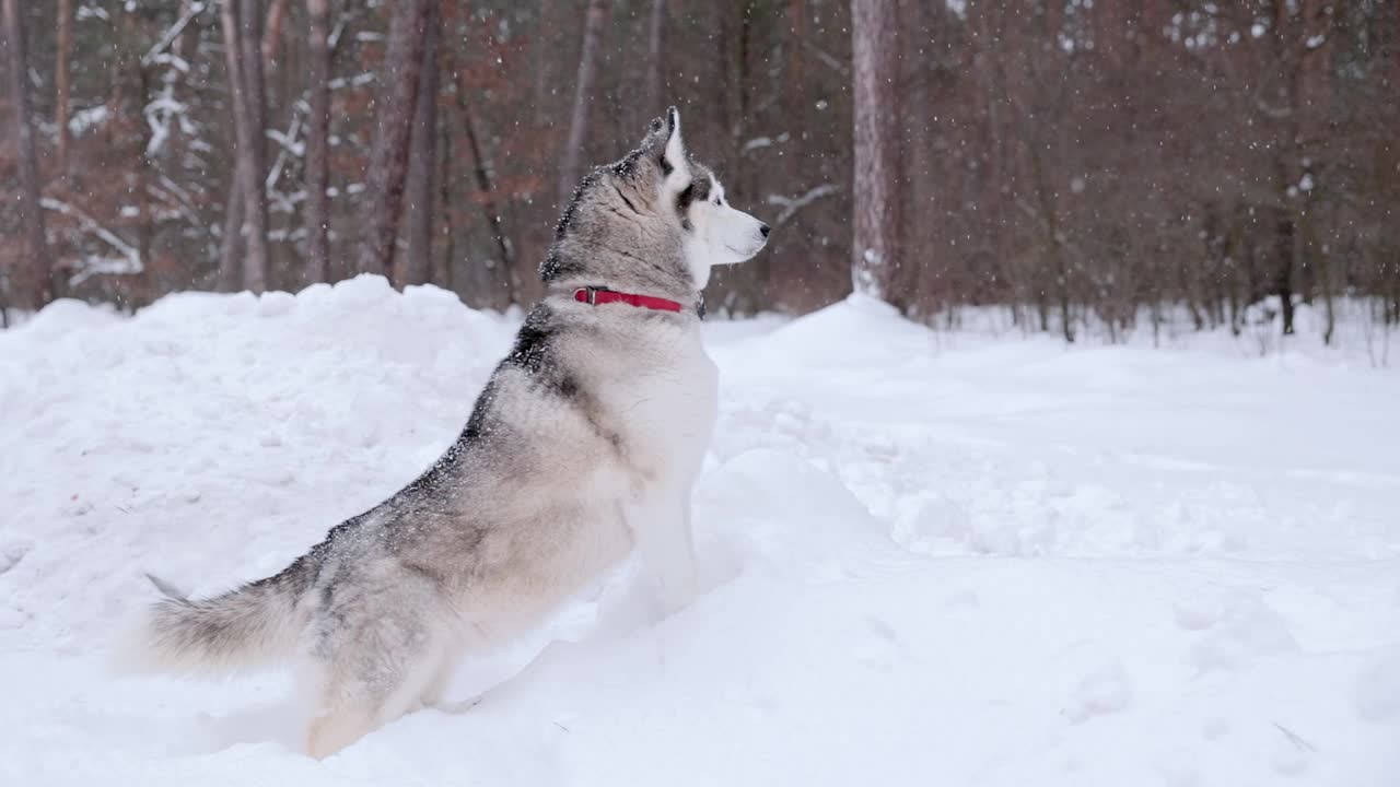 西伯利亚哈士奇站在雪堆里，望向森林。视频素材