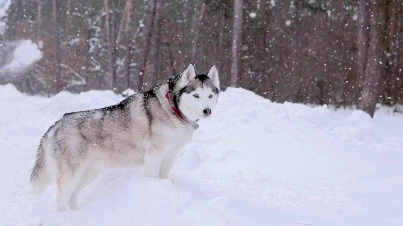 下雪时，西伯利亚哈士奇站在雪堆里。视频素材