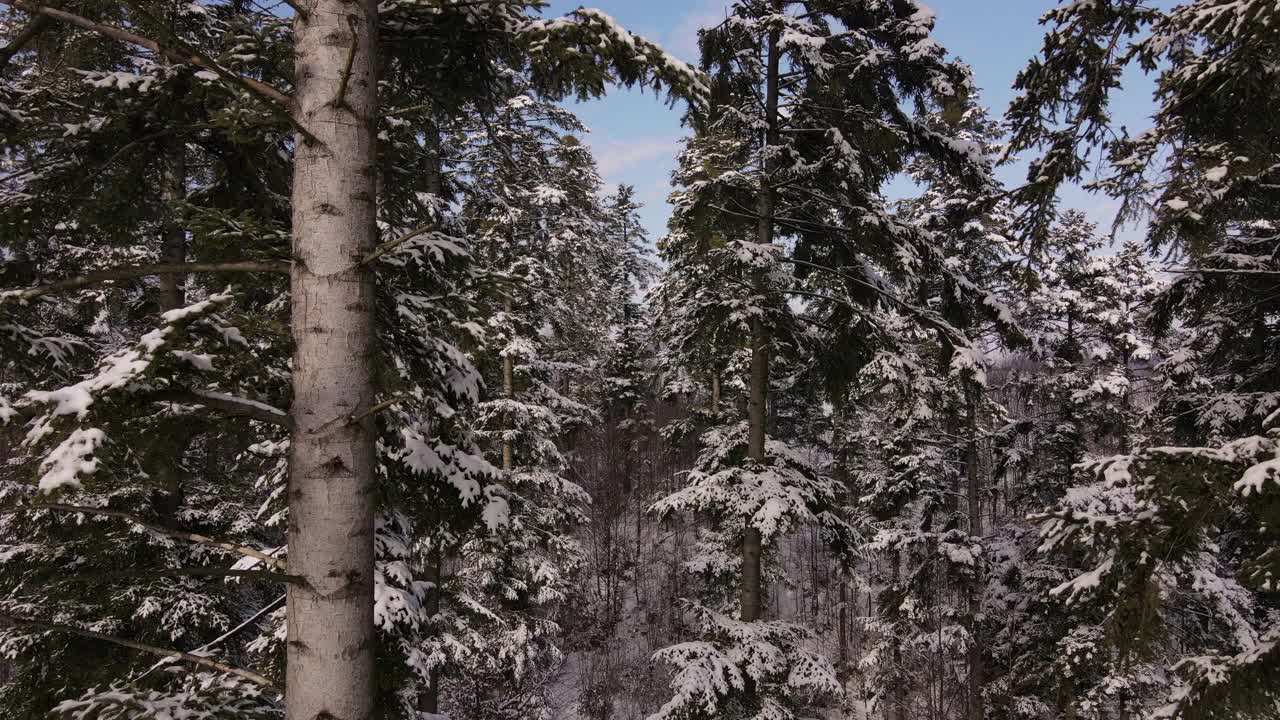 令人难以置信的画面，无人机在一个阳光明媚的日子里在覆盖着积雪的雄伟云杉中飞行。冬季森林度假的美丽概念。冒险的自由生活方式视频素材