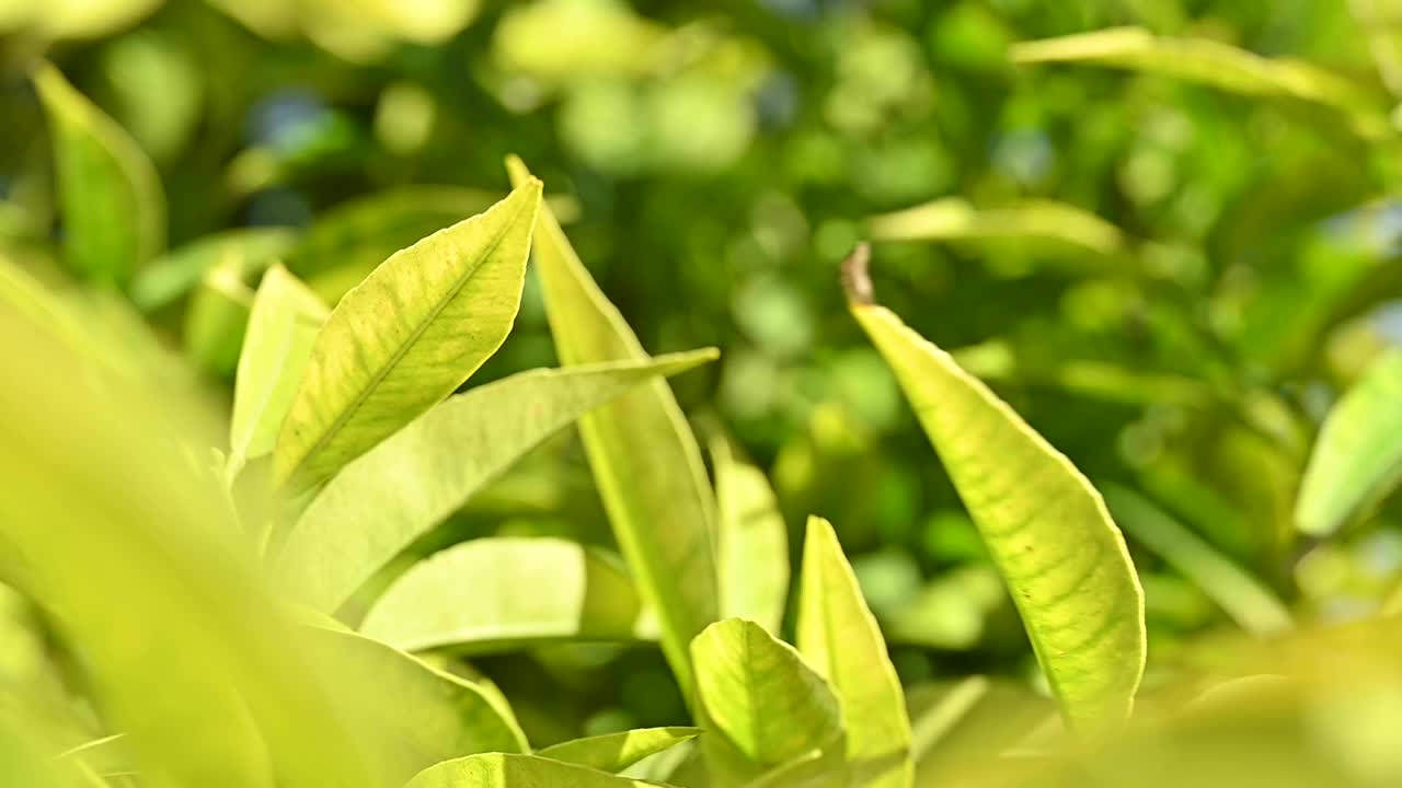 (选择性聚焦)一些柑橘树叶被风吹动的慢动作视频。视频素材