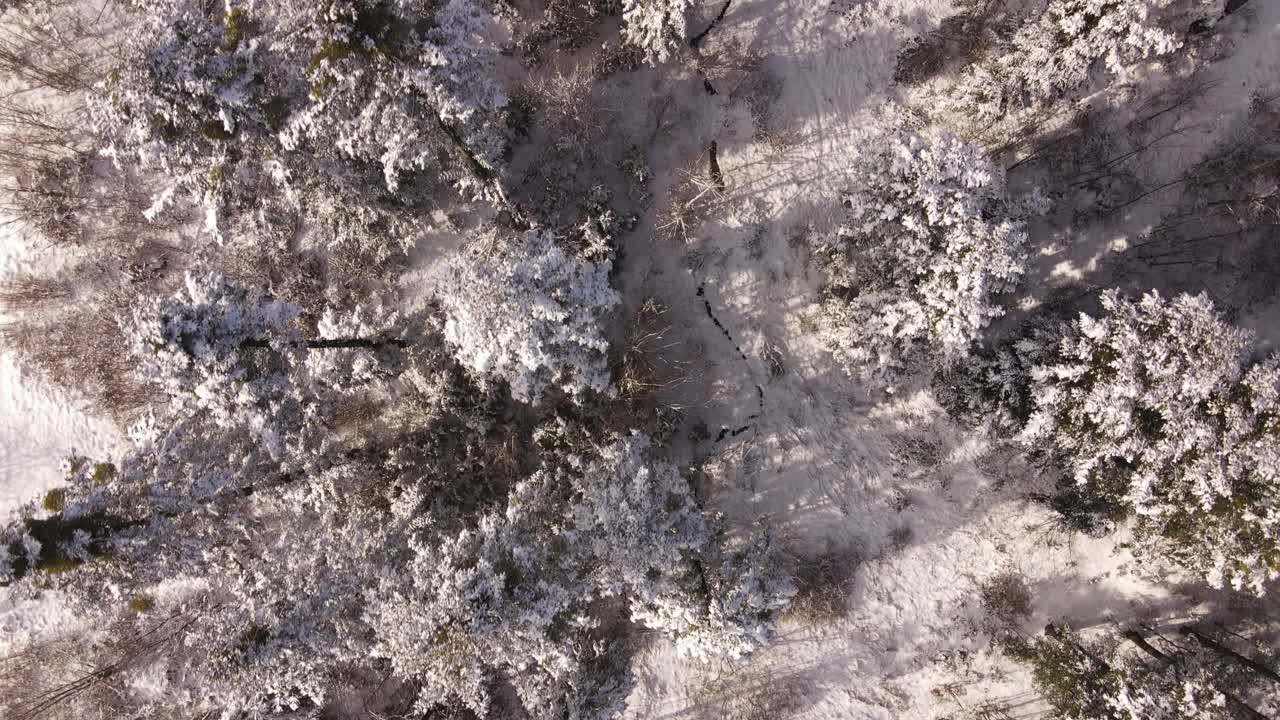 在美丽的冬日阳光明媚的日子里，慢慢地在空中拍摄平静的混合积雪的森林。纯净宁静的景色。探险旅游目的地视频素材