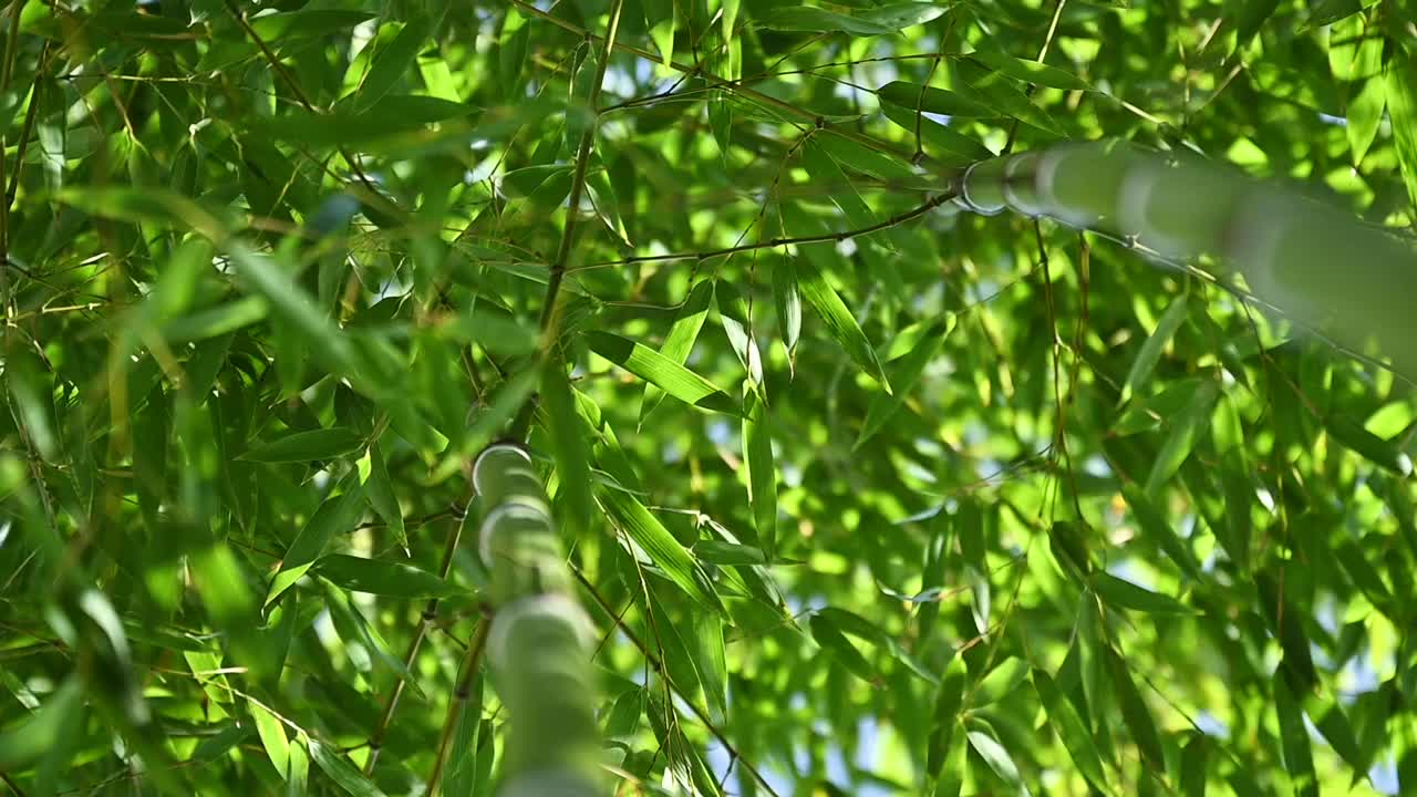 (选择性聚焦)一些竹叶被风吹动的慢动作视频。视频素材