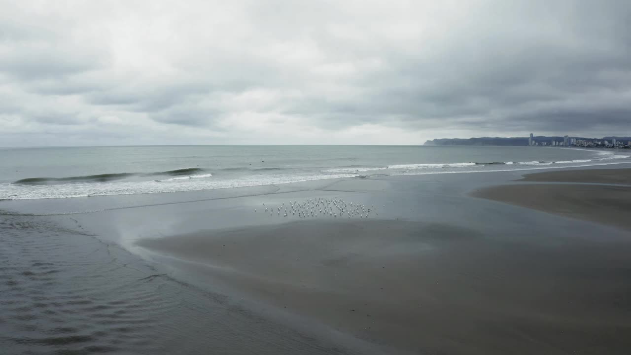 飞向一群在海滩上休息的海鸥视频素材