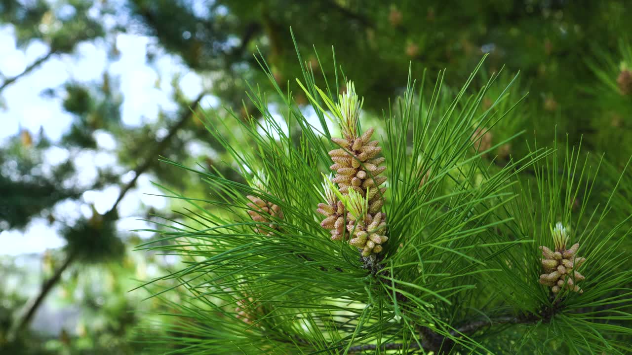 美丽的年轻松果的花序视频素材