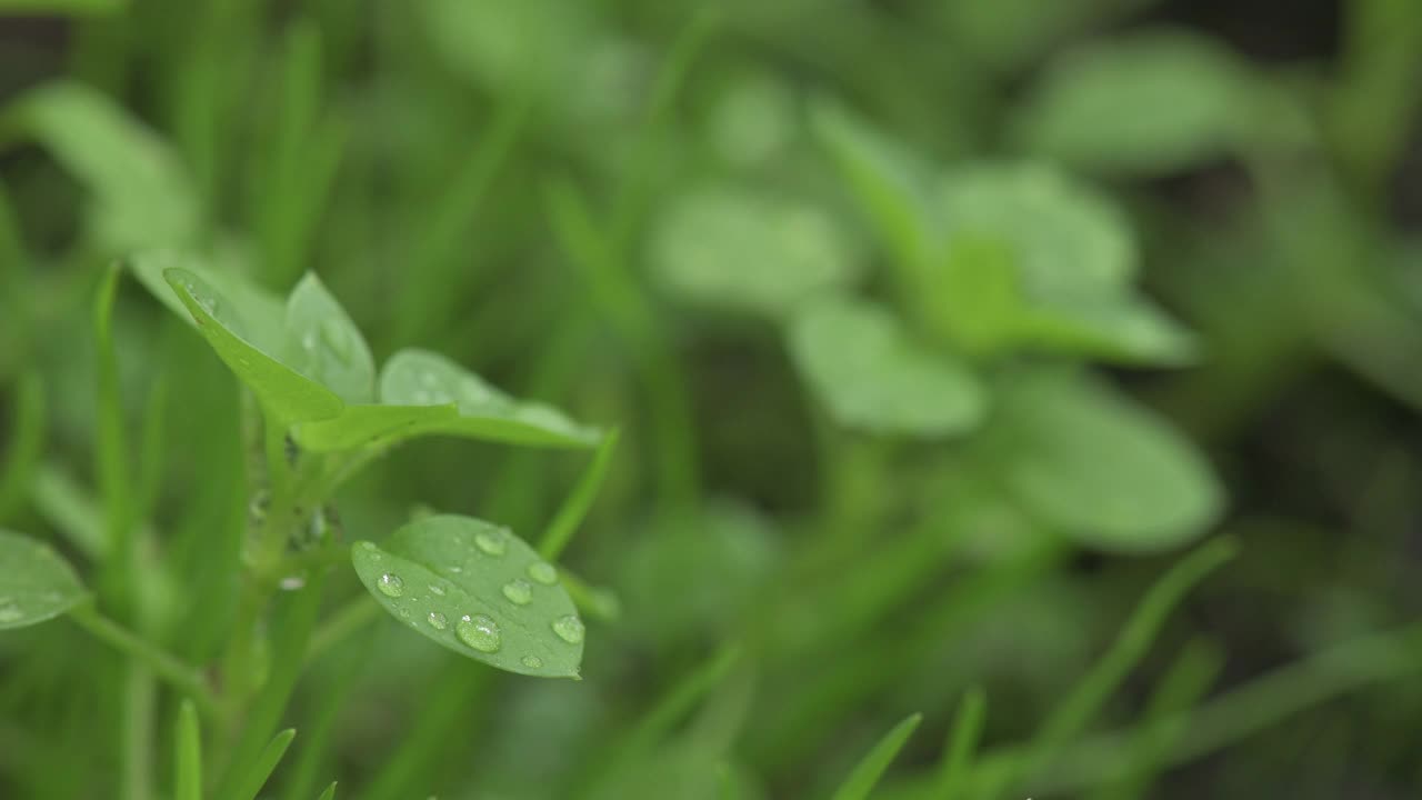 近距离观察草地上的雨滴视频素材