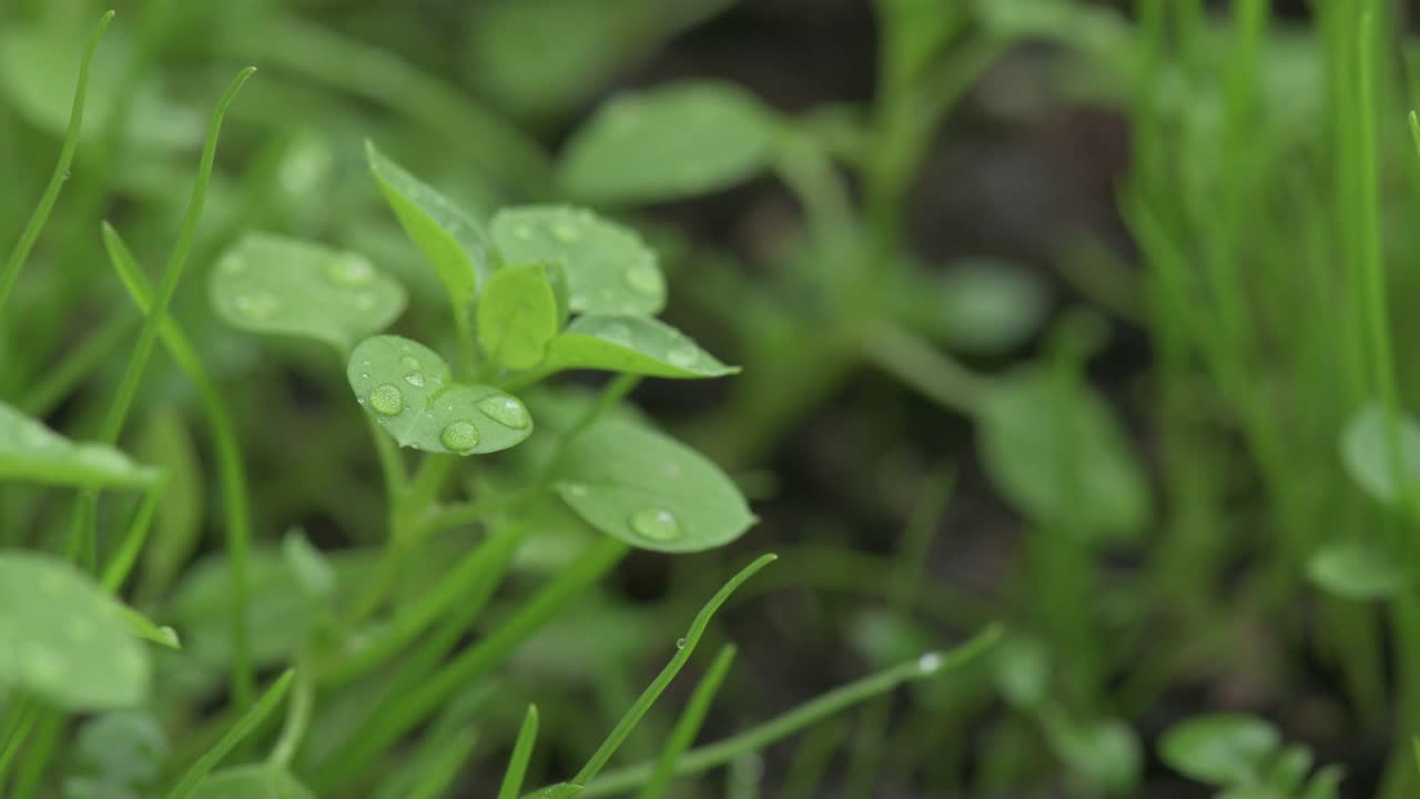 近距离观察草地上的雨滴视频素材