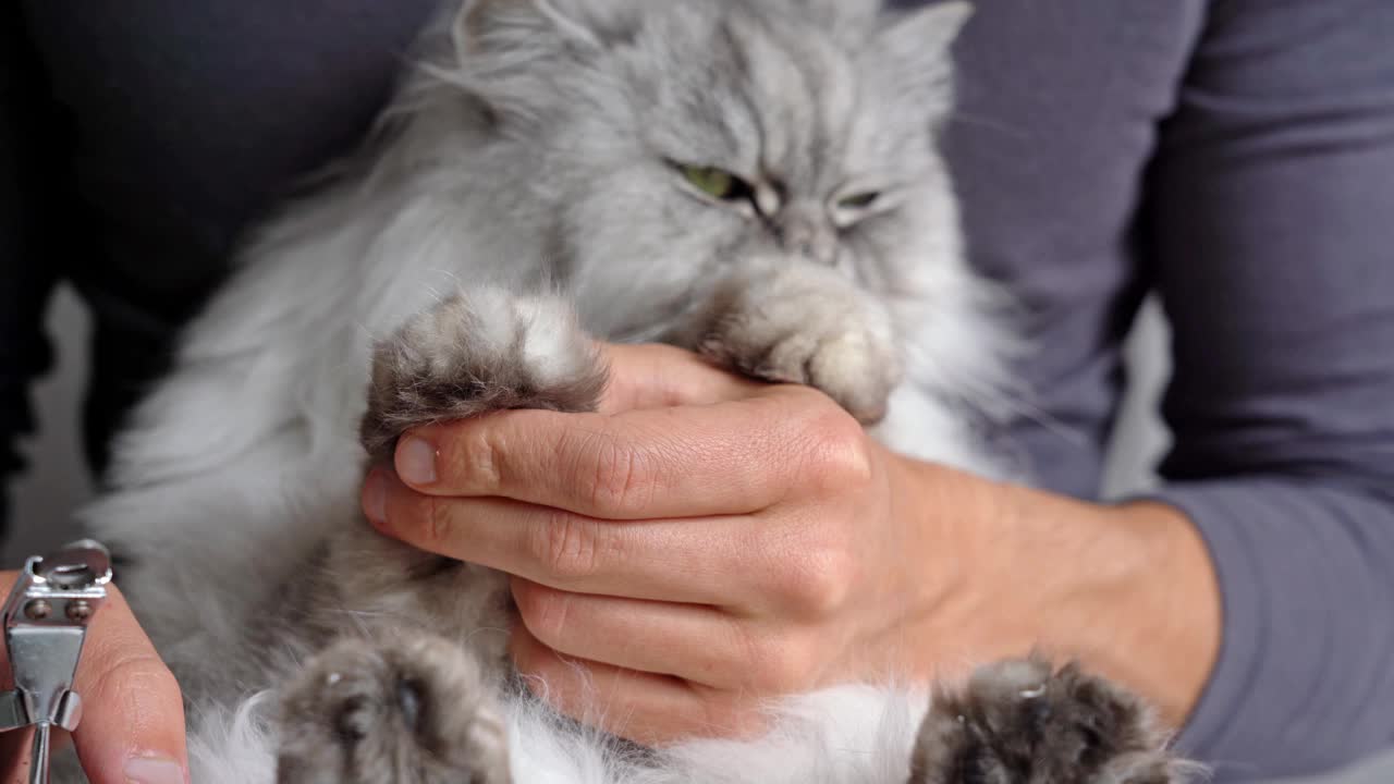 男子正在用指甲钳或修爪器修剪可爱的灰色波斯猫的爪子。宠物美容。猫的爪子。视频素材