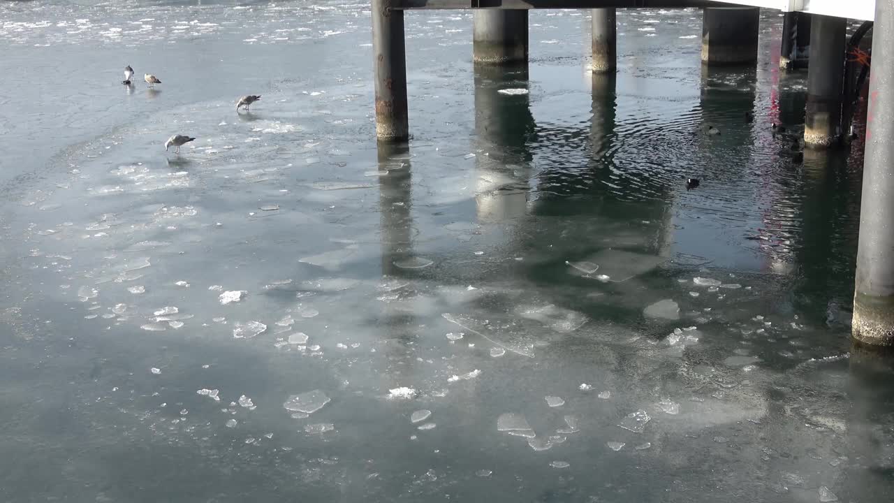 海鸥在德国基尔港冰冻的水面上视频素材