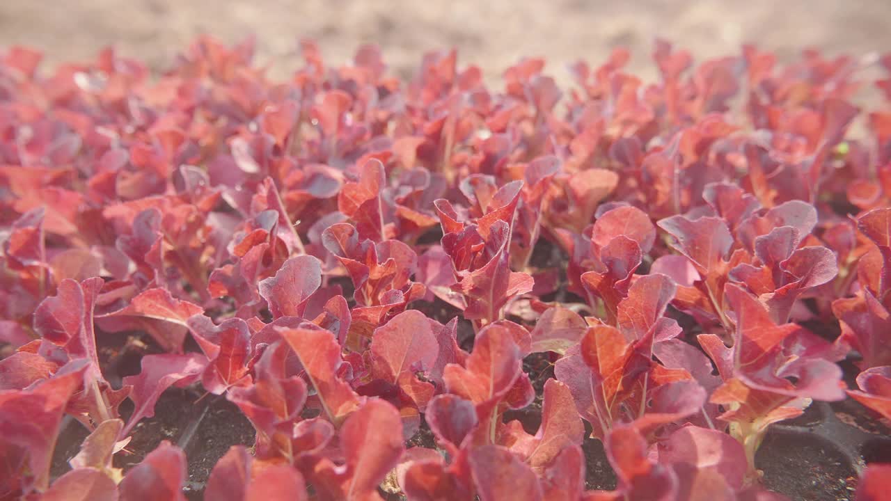 种植莴苣视频下载