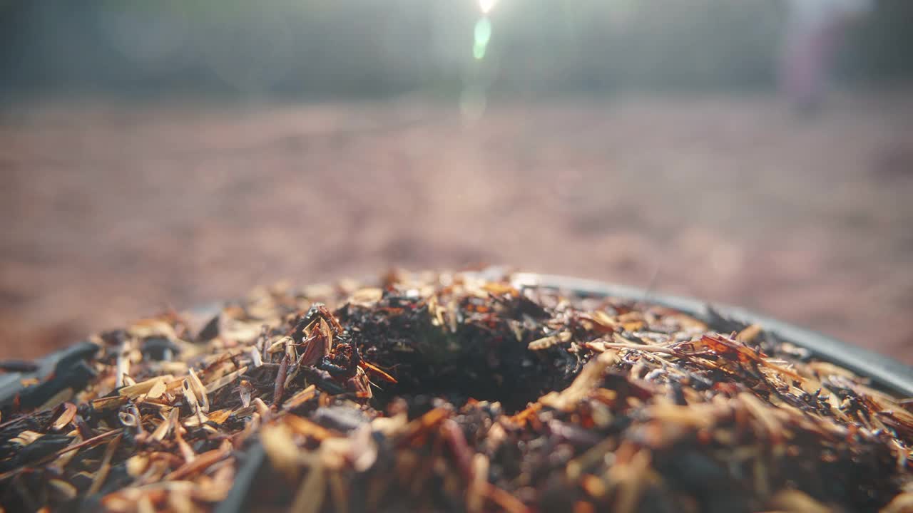 种植莴苣视频下载