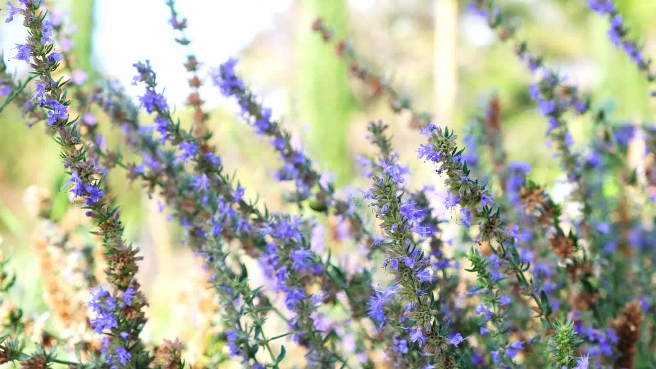 地里开着紫色的薰衣草花视频素材