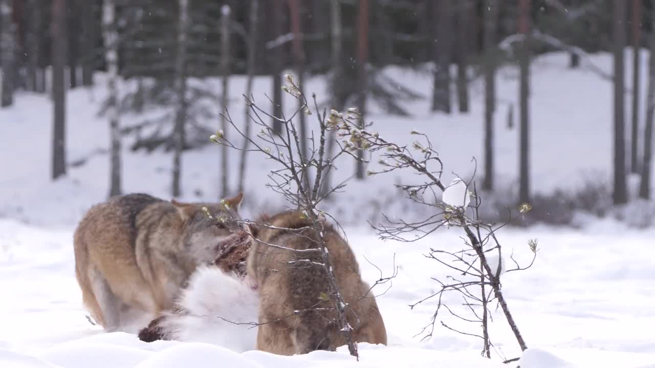 白俄罗斯，两只狼和死去的马鹿，在雪地和冬天的森林里奔跑视频素材