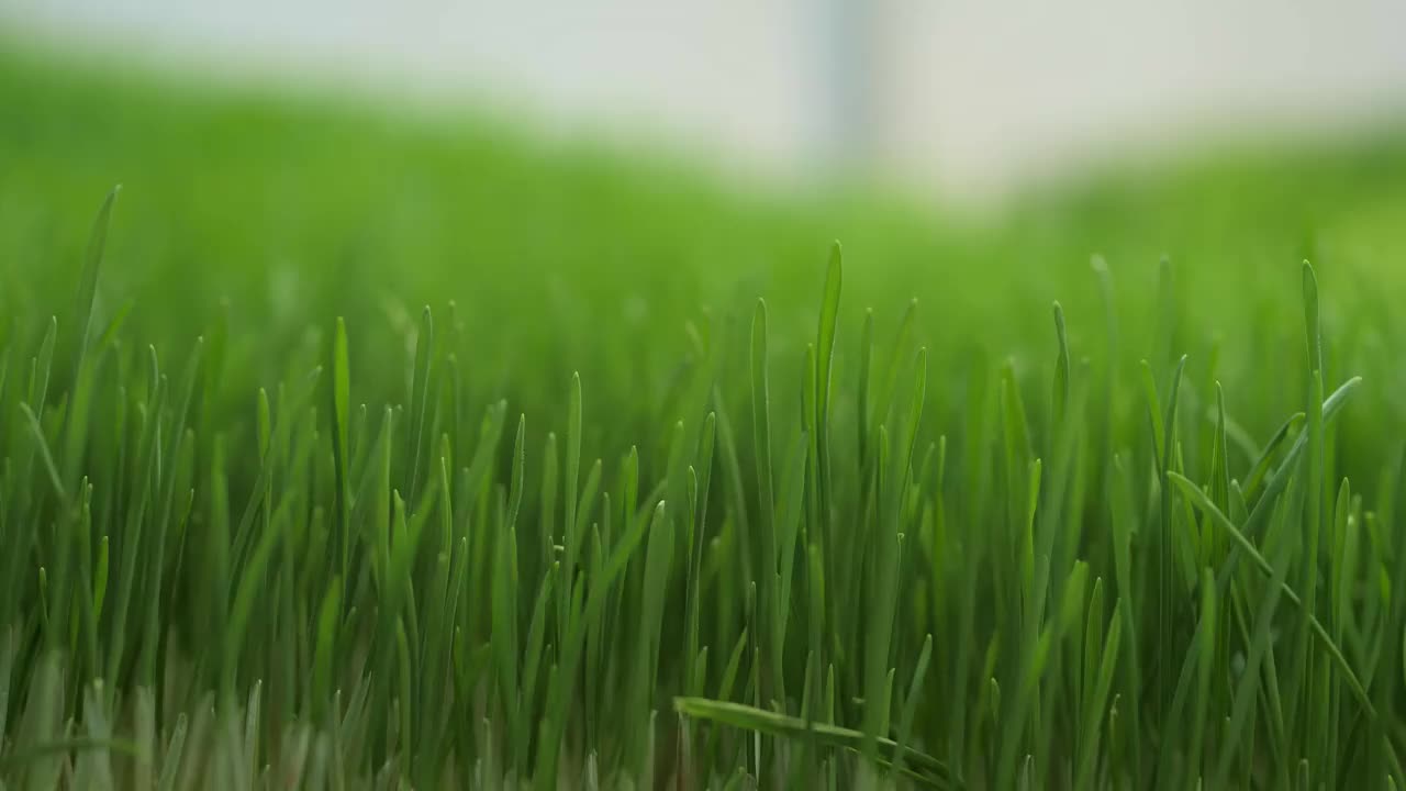 在的特写镜头。在家里发芽。素食和健康的饮食观念视频素材