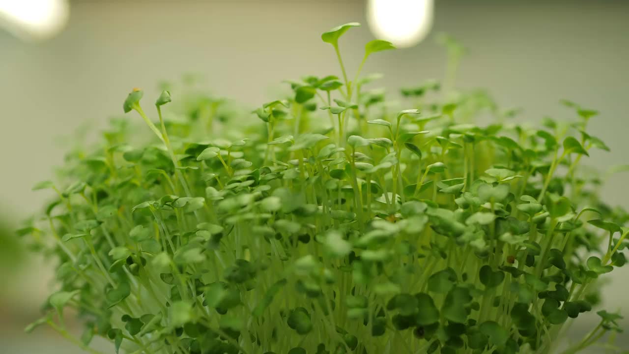 在的特写镜头。在家里发芽。素食和健康的饮食观念视频素材