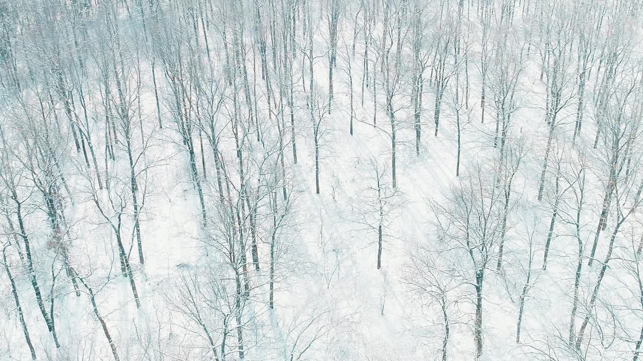 冬季森林的航拍视频视频素材