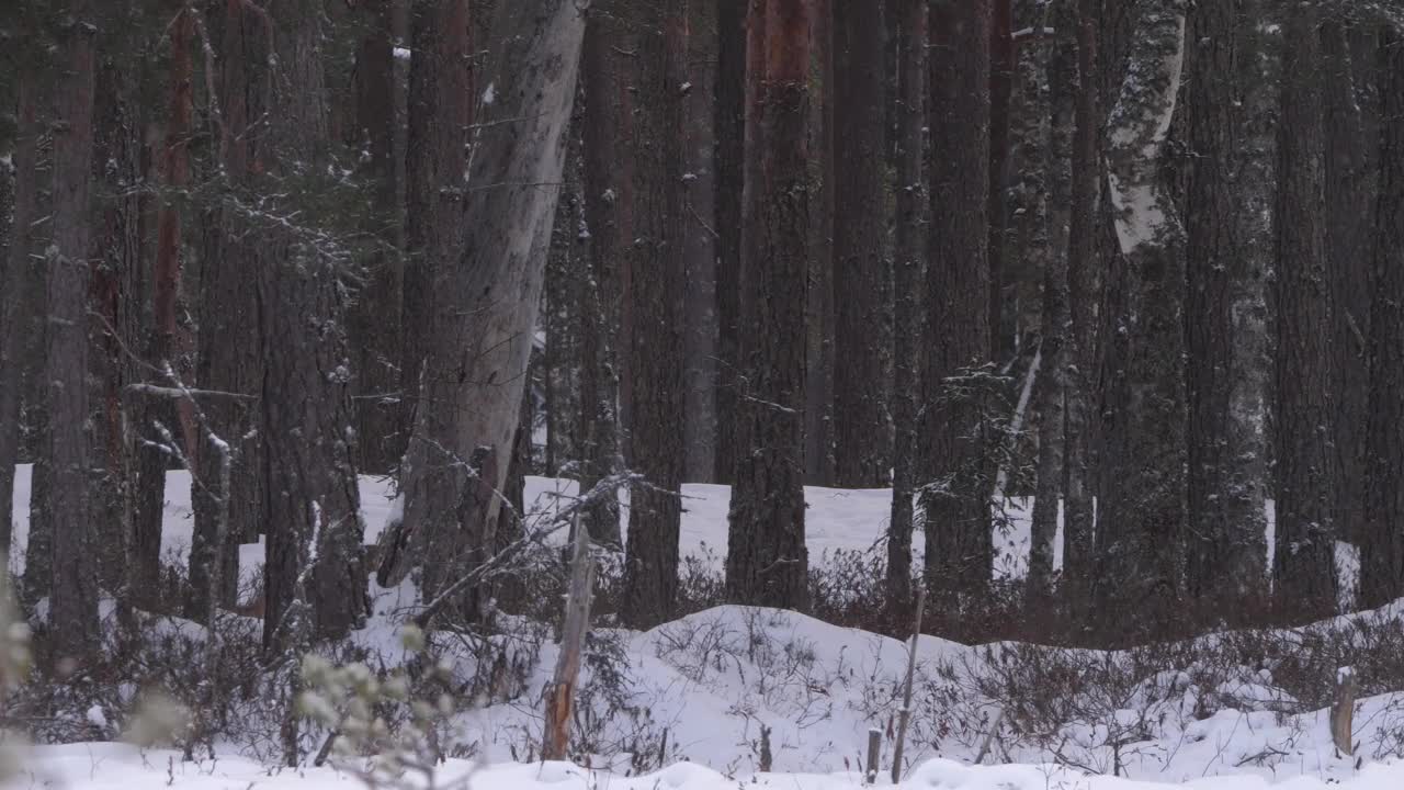 白俄罗斯，两只狼和死去的马鹿，在雪地和冬天的森林里奔跑视频素材