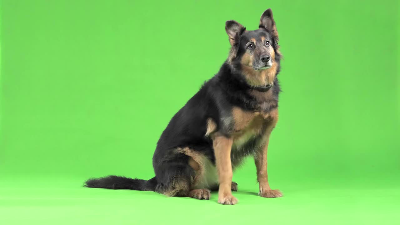 一只美丽端庄的德国牧羊犬正躺着，坐在一个绿色屏风的后面。视频素材