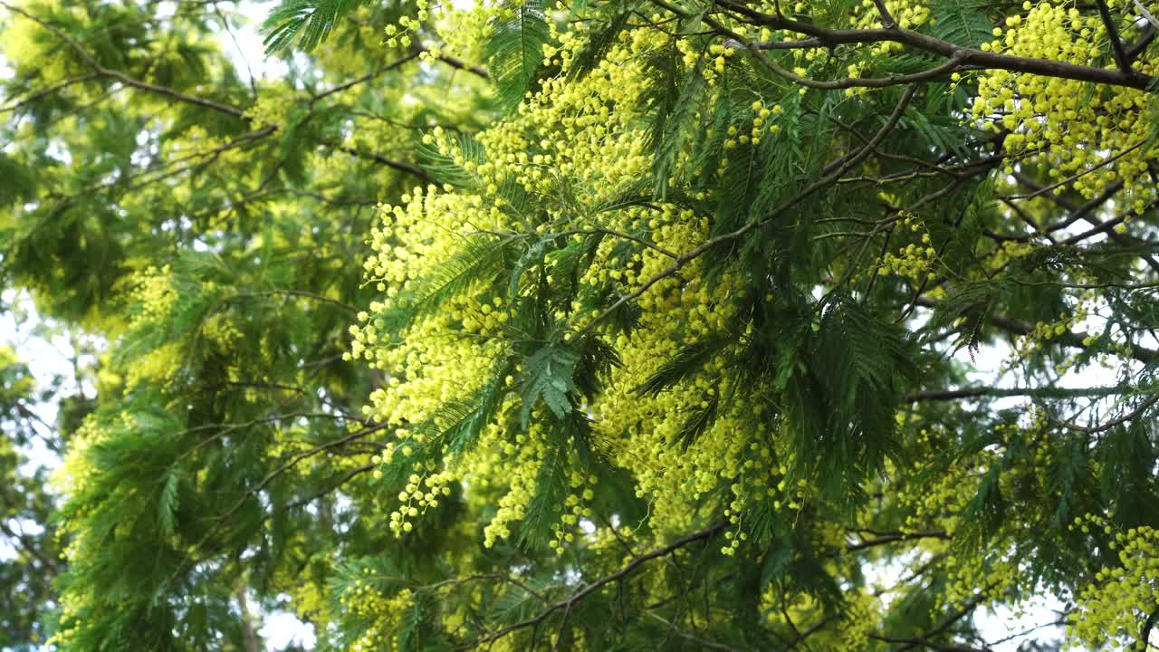 公园里盛开的金合欢树枝。野生黄色美丽的花朵视频素材