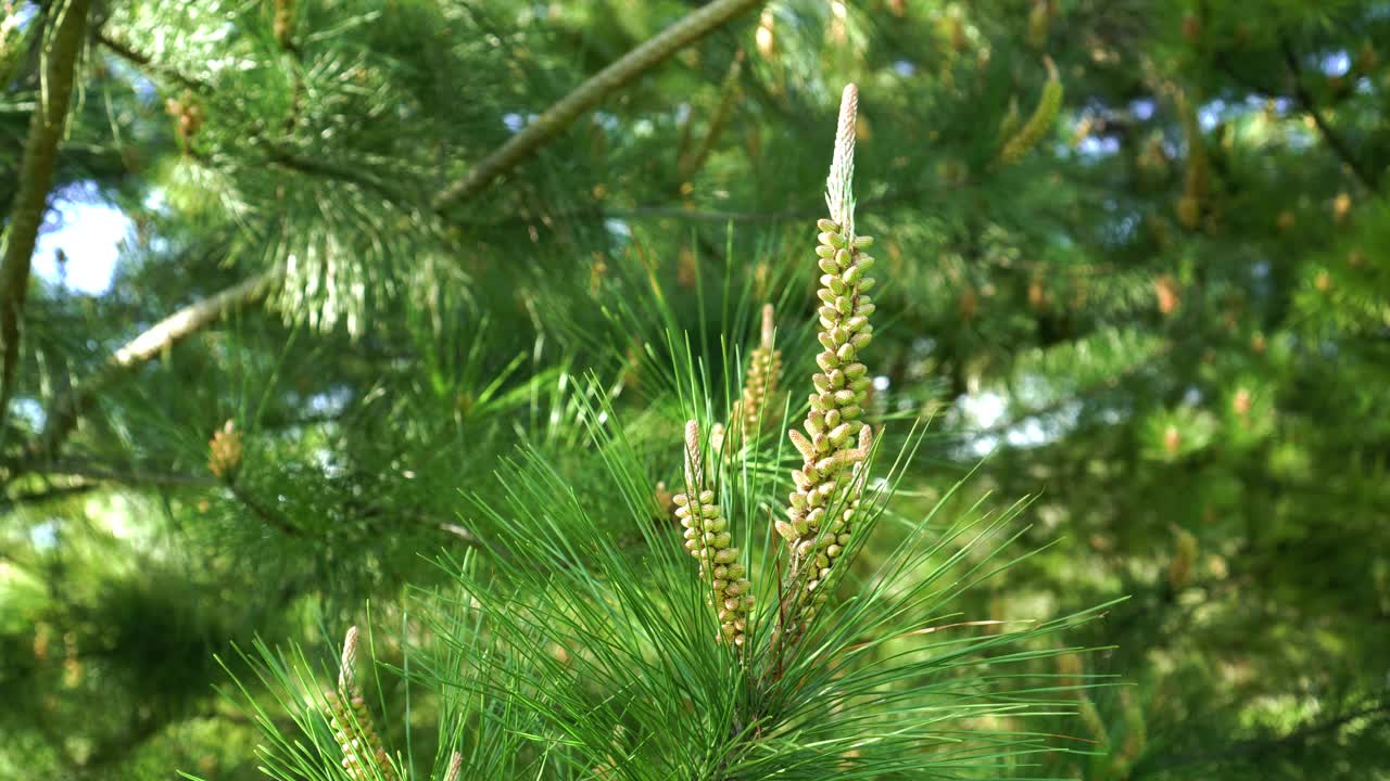 在针叶林的一根树枝上美丽的年轻黄松球果视频素材