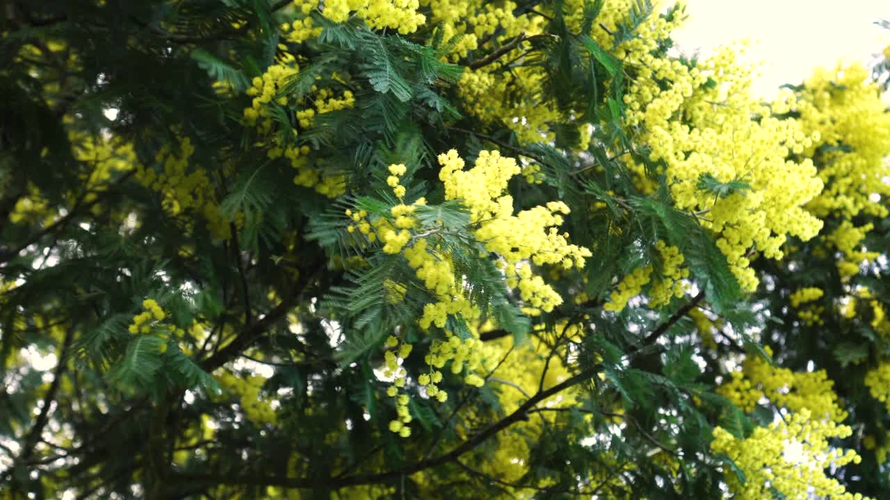 郁郁葱葱的黄花盛开的相思视频素材