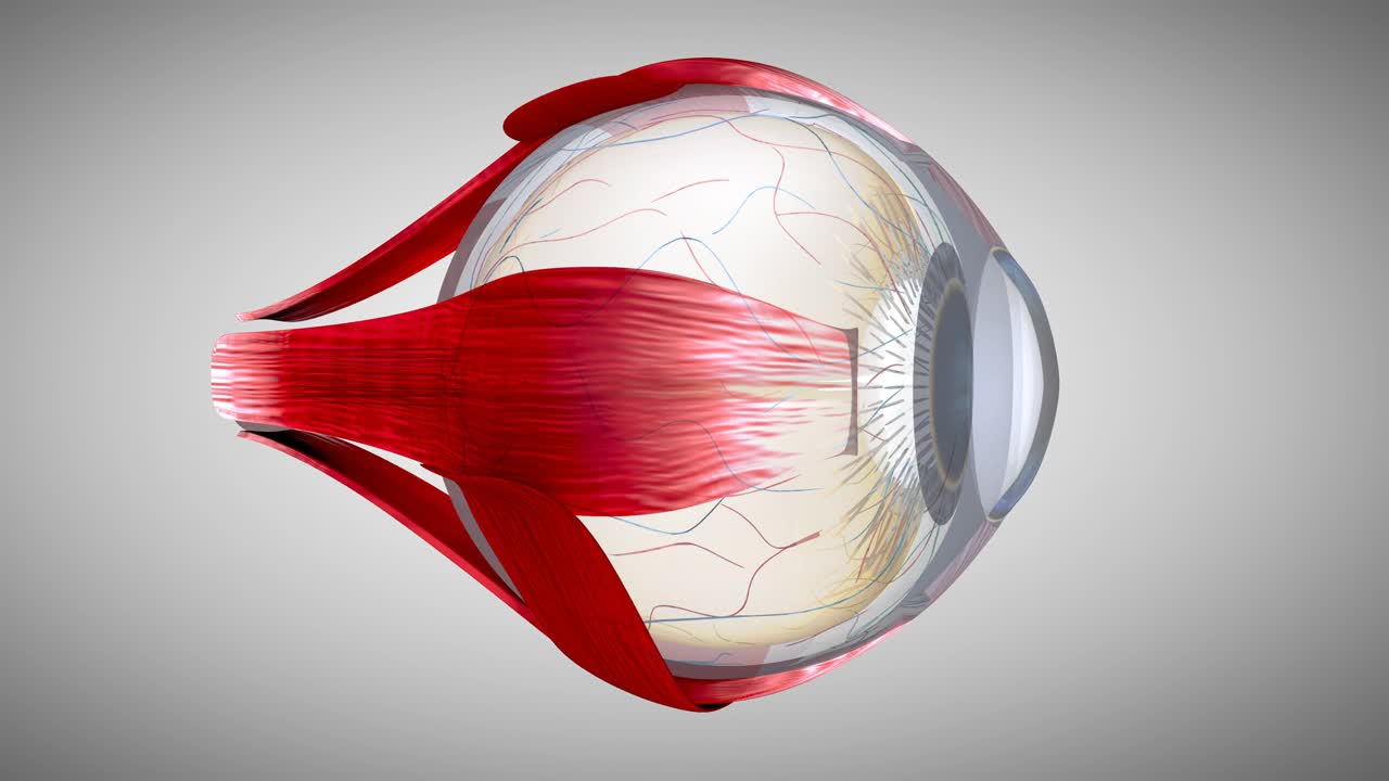一个眼睛的4K 3D解剖模型视频素材
