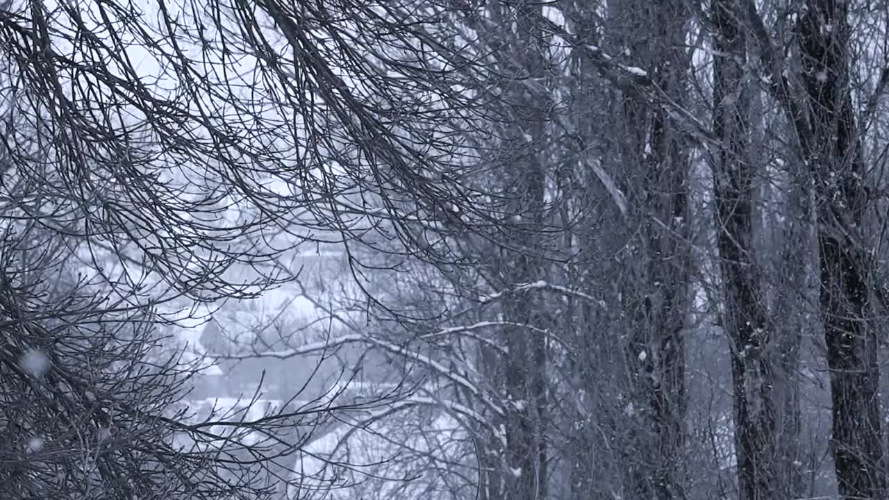 雪花映衬着树木和被雪覆盖的屋顶视频素材