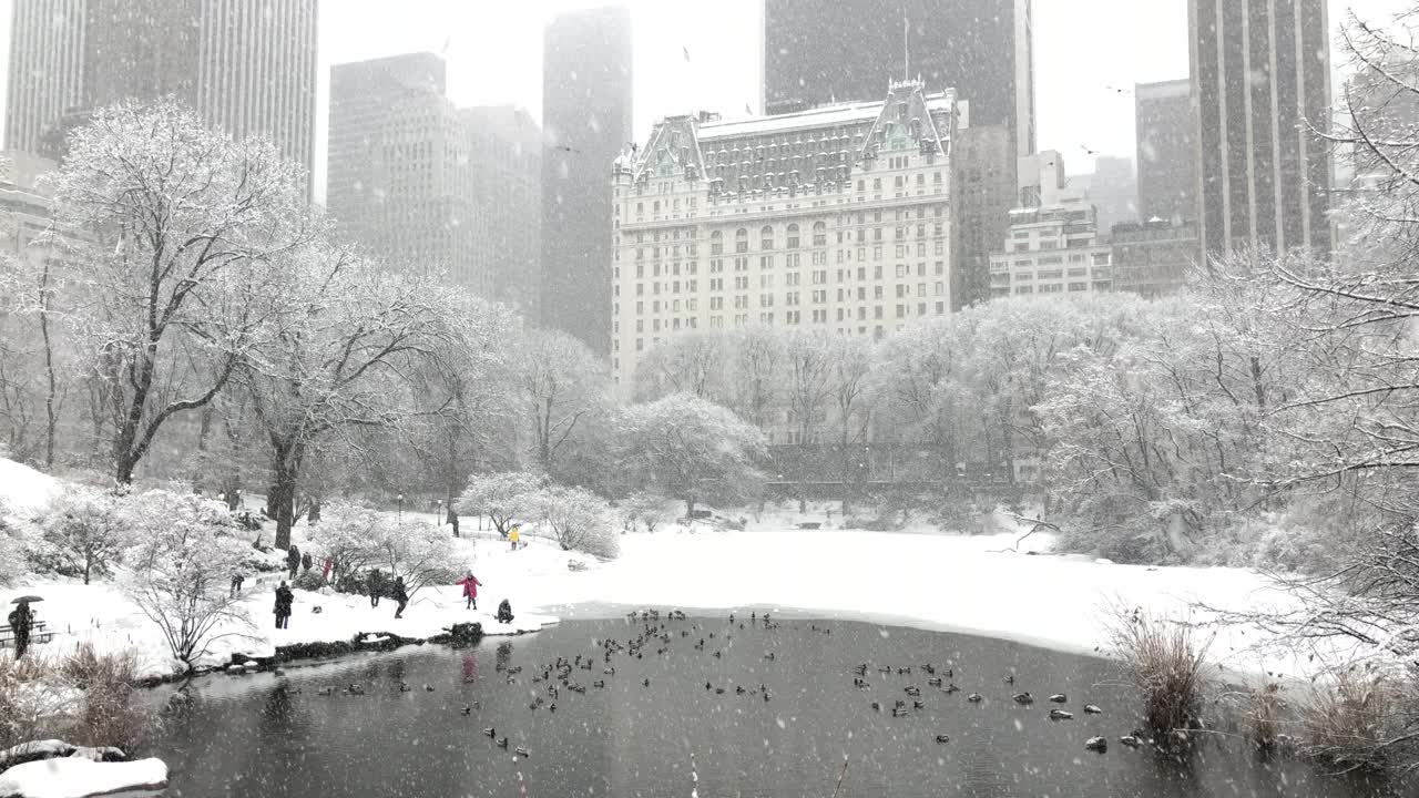 雪中央公园-天际线和鸭子视频素材