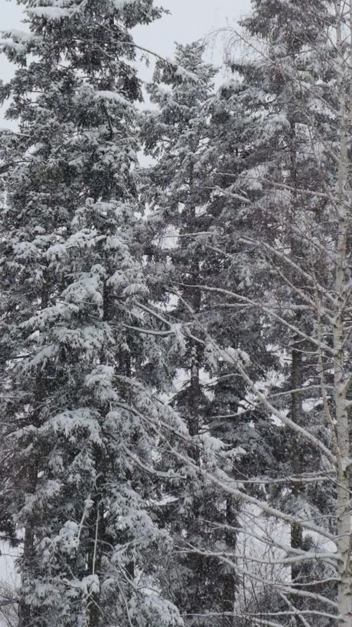 垂直视频近距离的美丽和神话般的雪花在冰冻的冬天混合森林的背景。缓慢的运动。有选择性的重点视频素材