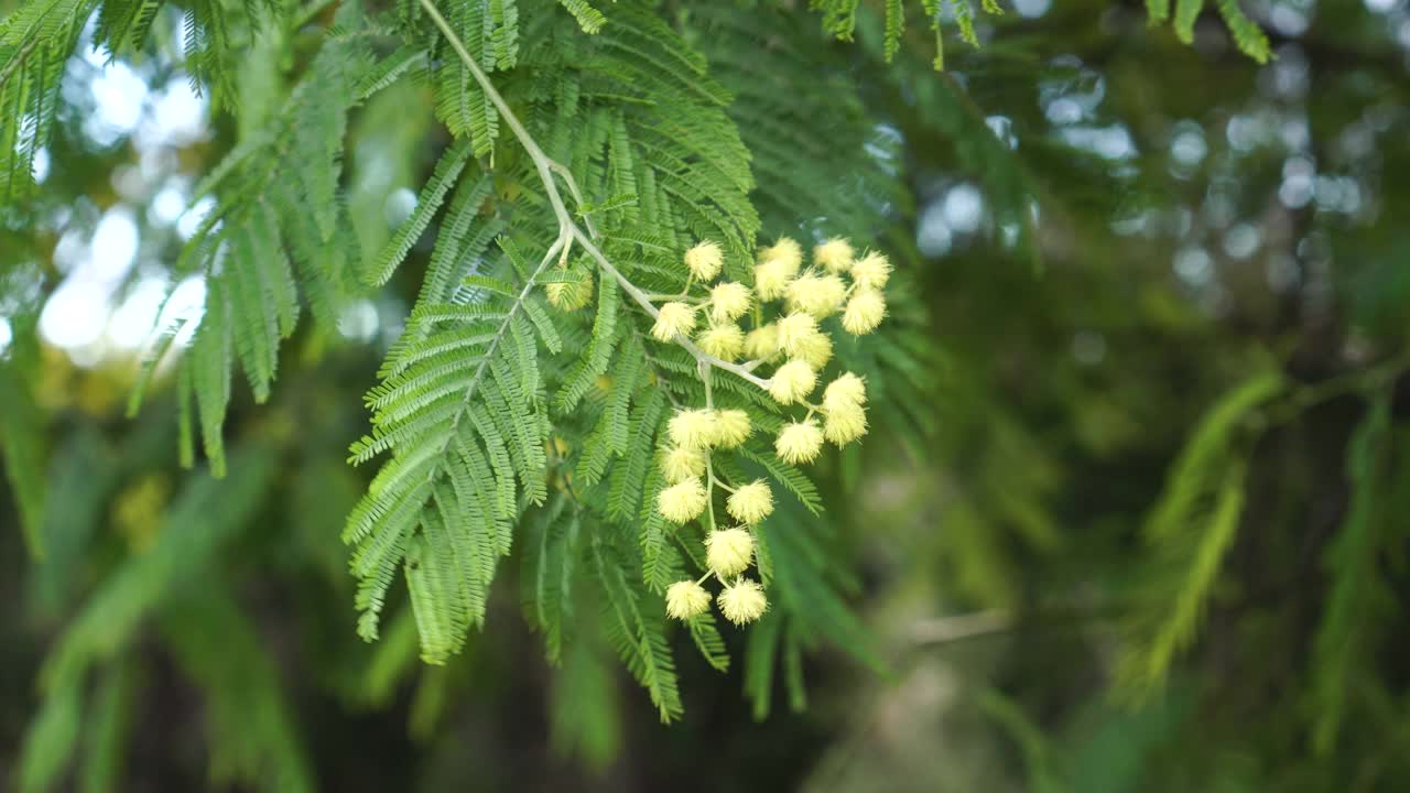 美丽的相思花视频素材