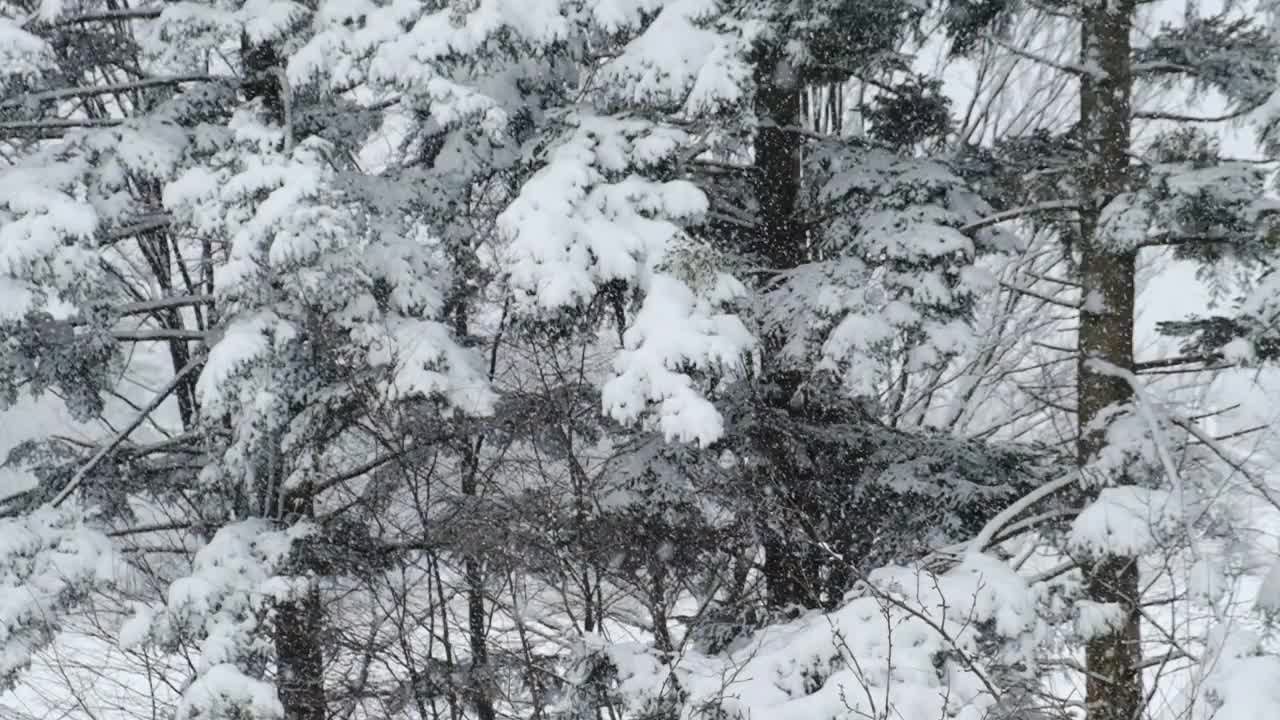 鼓舞人心的史诗镜头冰冻混合针叶树在暴风雪在冬天的一天。美丽的自然景观。户外的概念冒险和探索。慢动作视频素材