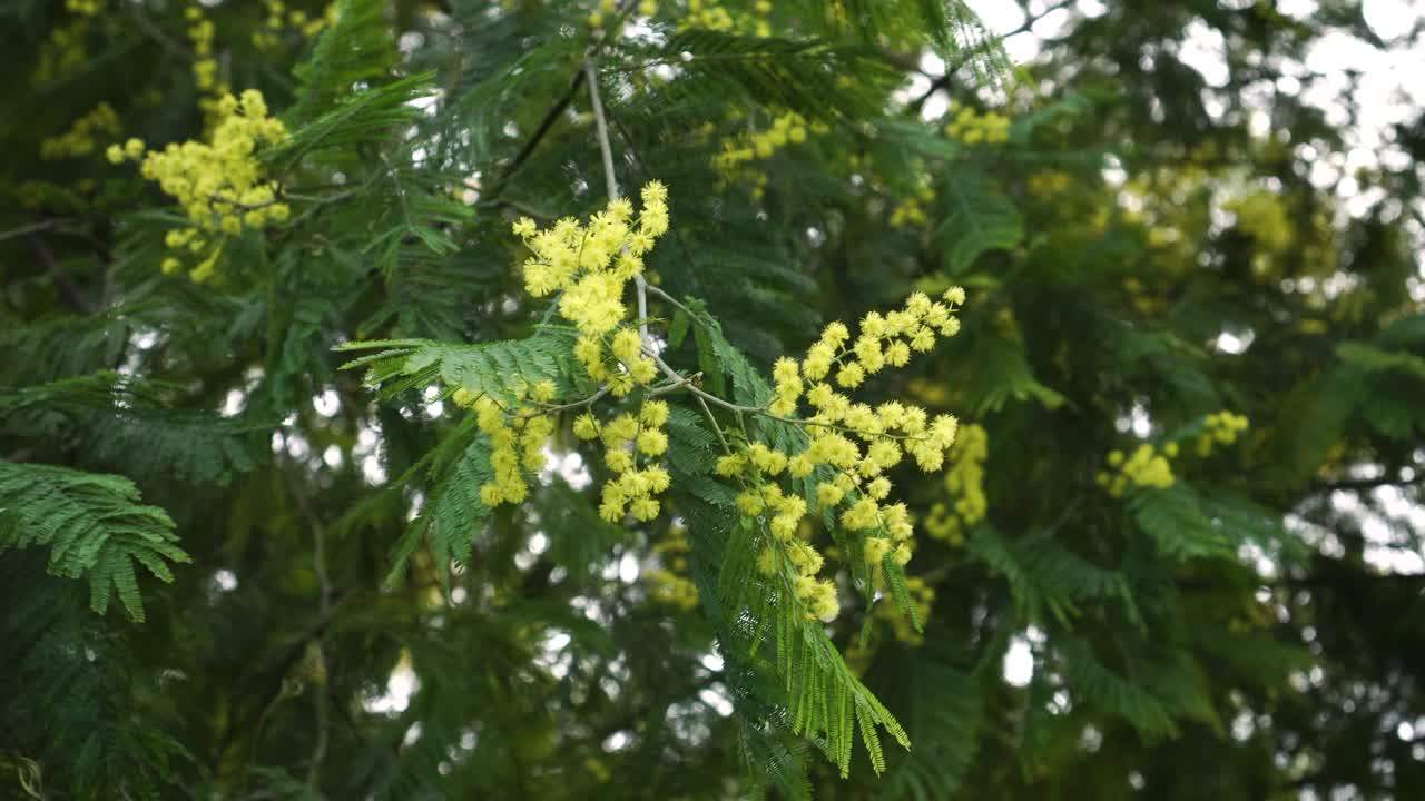 盛开的金合欢与美丽的黄色花朵视频素材