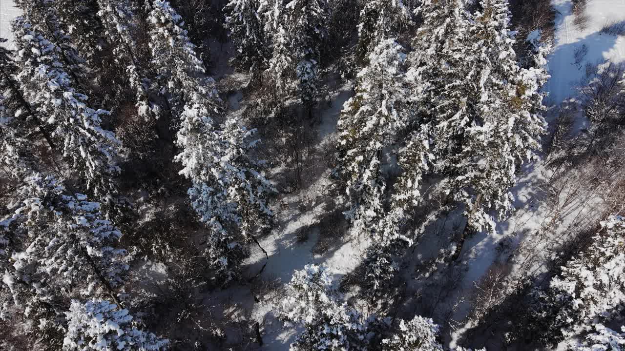 无人机拍摄的阳光明媚的冬日雪林。宁静美丽的自然奇观。冰冻的树梢挺立，是原始而未受破坏的自然保护区。野生自然元素视频素材