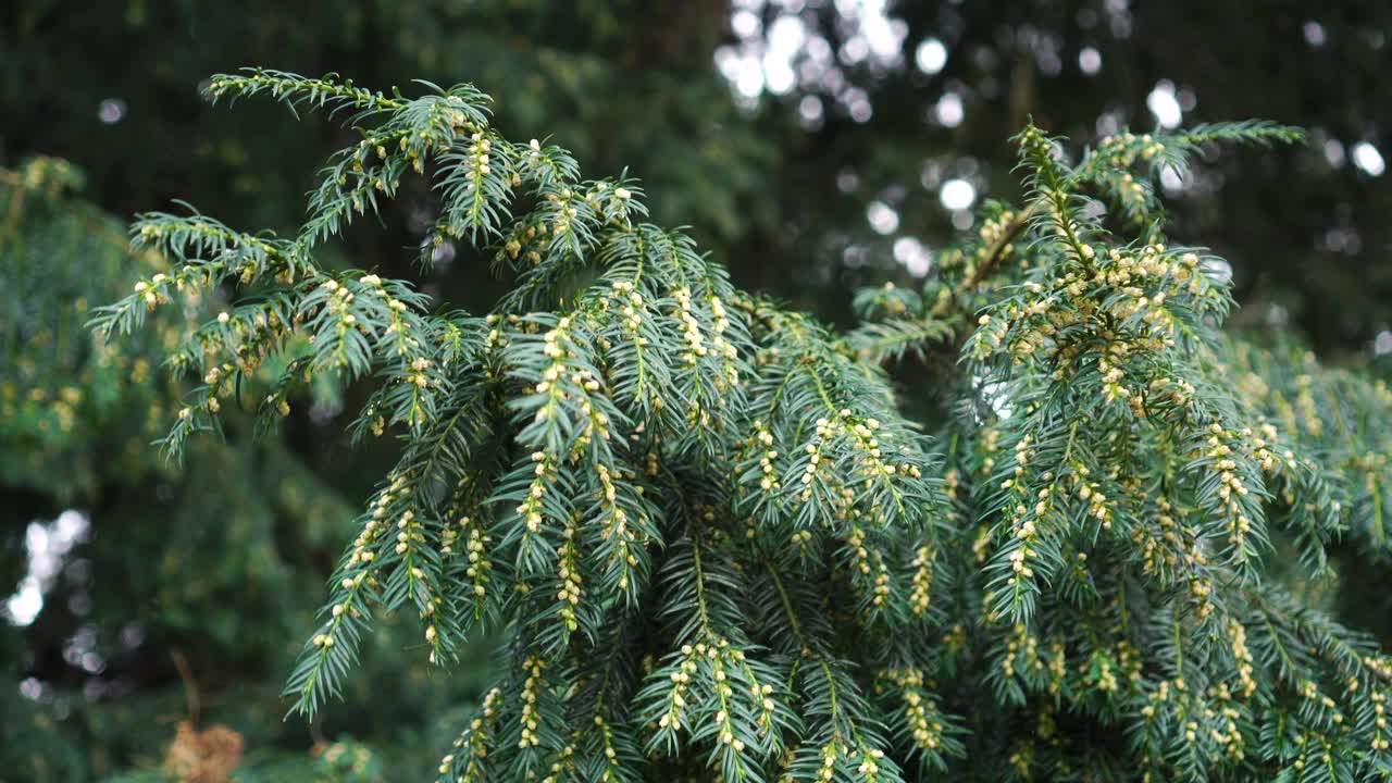 带芽的针叶树常绿杜松树丛视频素材