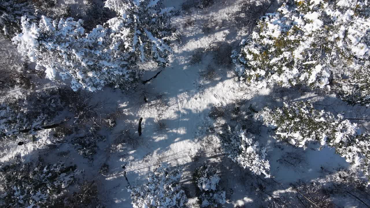 无人机拍摄美丽宁静的冬季森林景观在山区或自然保护区。纯净宁静的景色视频素材