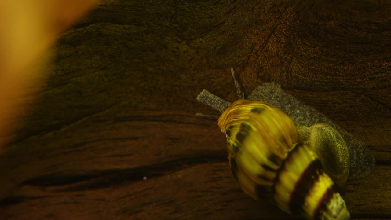 在水族馆里的刺客蜗牛微距镜头。Anentome海伦娜。视频素材