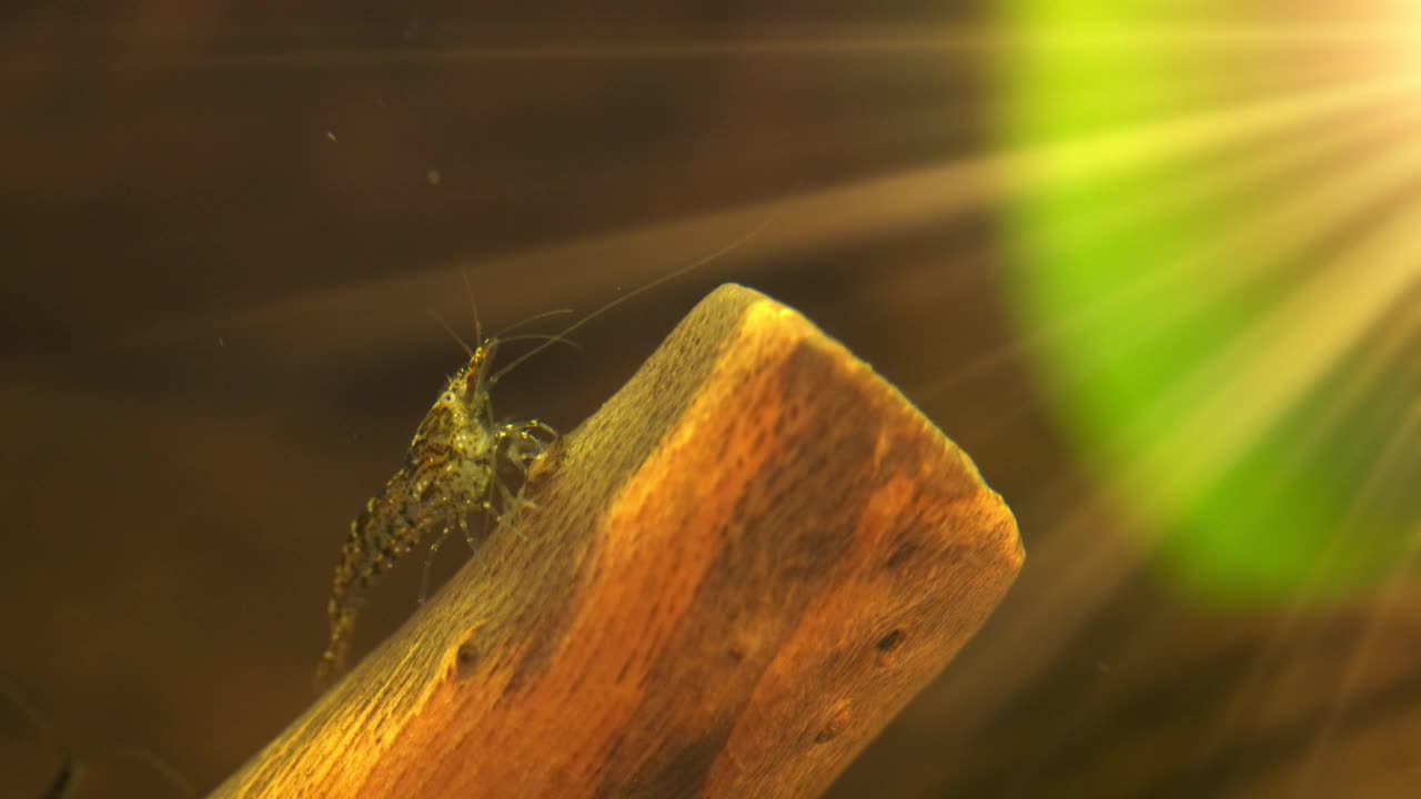 淡水水族馆里的虾。日里虾。视频素材