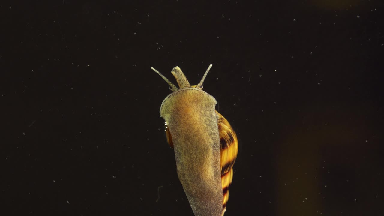 在水族馆里的刺客蜗牛微距镜头。Anentome海伦娜。视频素材