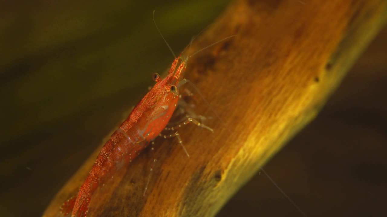 淡水水族馆里的虾。日里虾。视频素材