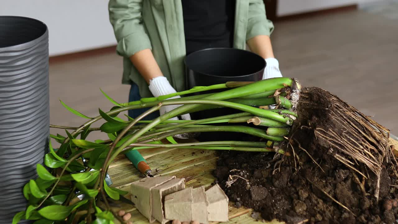 女人把扎米眼植物的根放在花盆里，视频素材