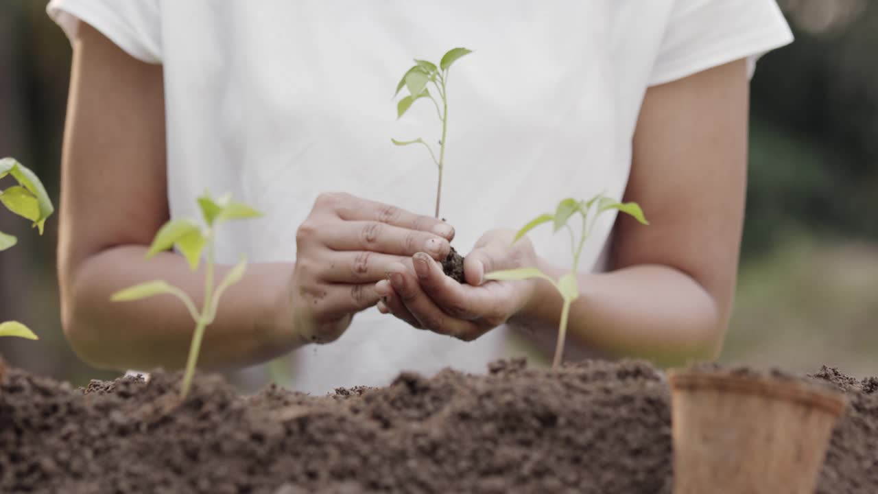 妇女用手在花园里的土壤里种一棵幼苗视频素材