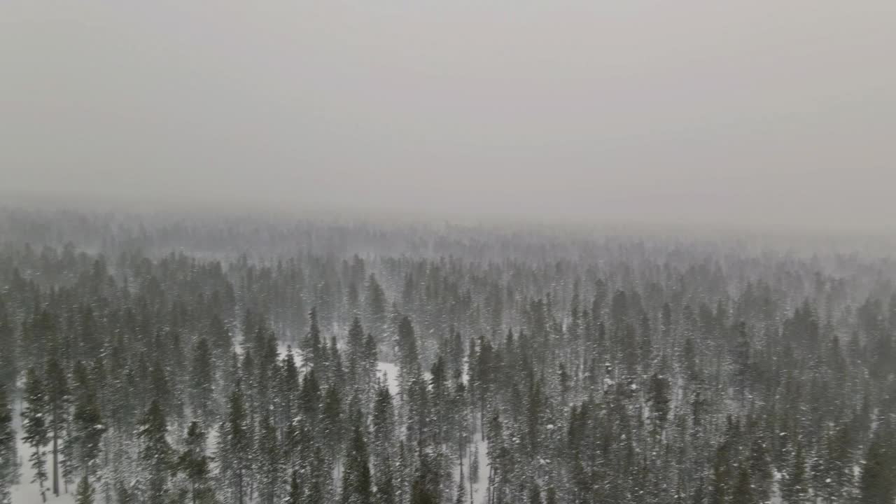 鸟瞰图重湿的雪秋天冬天的景观在一场雪覆盖了一场雪躺在杉树的树枝上视频素材